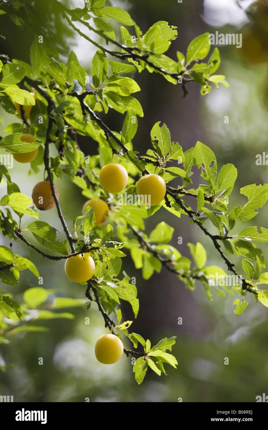 Mirabelle prugna, mirabelle prune (Prunus domestica syriaca, Prunus insititia syriaca), brunch con frutti, Germania, Baden-Wuertt Foto Stock