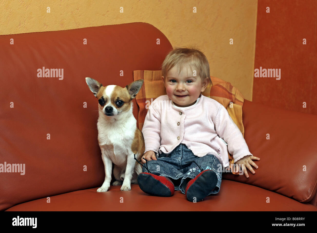 Chihuahua (Canis lupus f. familiaris), baby sitter con il cane in salotto con divano Foto Stock