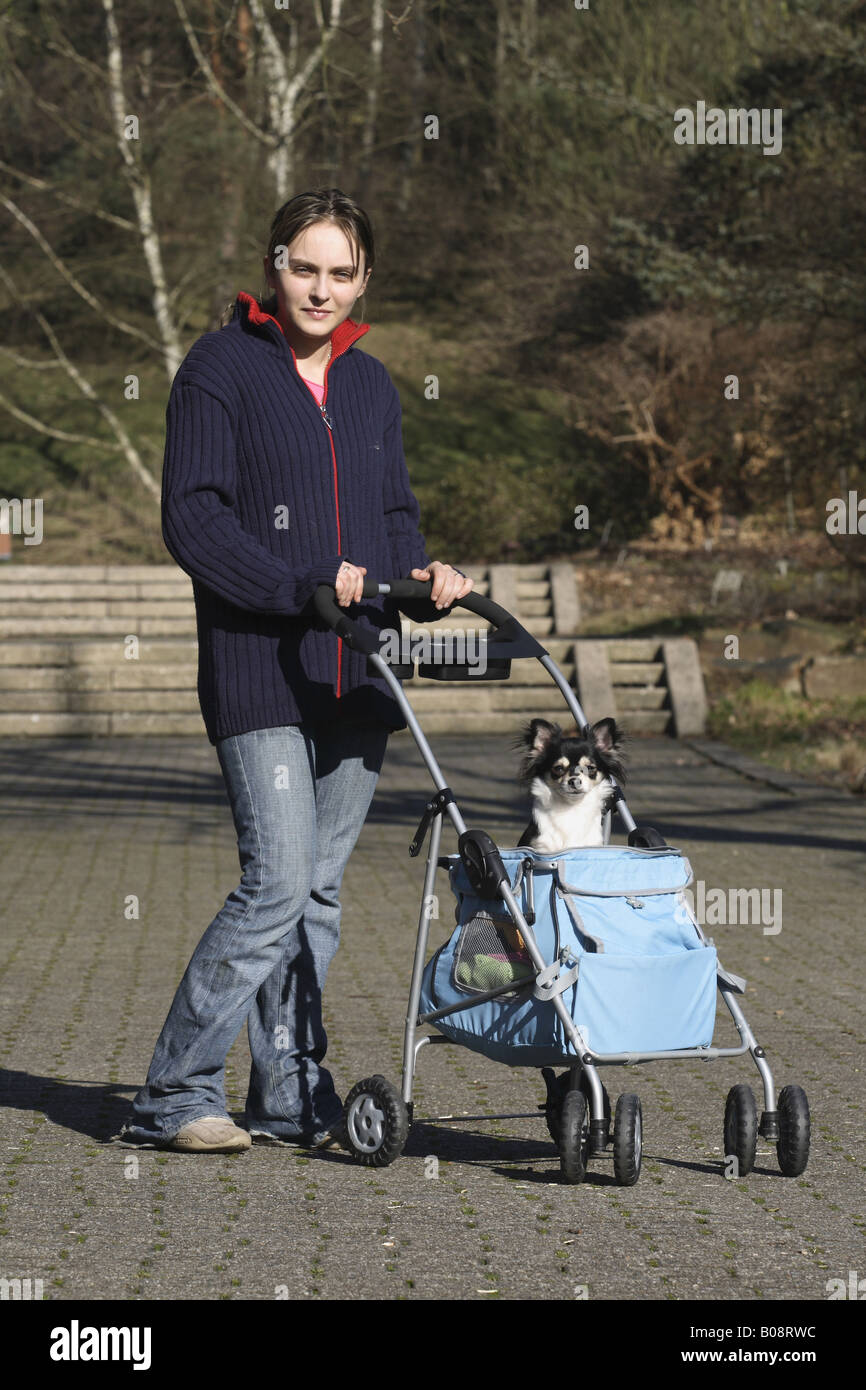 Chihuahua (Canis lupus f. familiaris), giovane donna spingendo una carrozzina con capelli lunghi Chihuahua in un parco Foto Stock