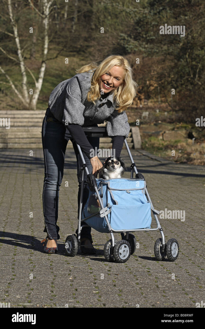 Chihuahua (Canis lupus f. familiaris), biondo donna spingendo una carrozzina con capelli lunghi Chihuahua in un parco Foto Stock