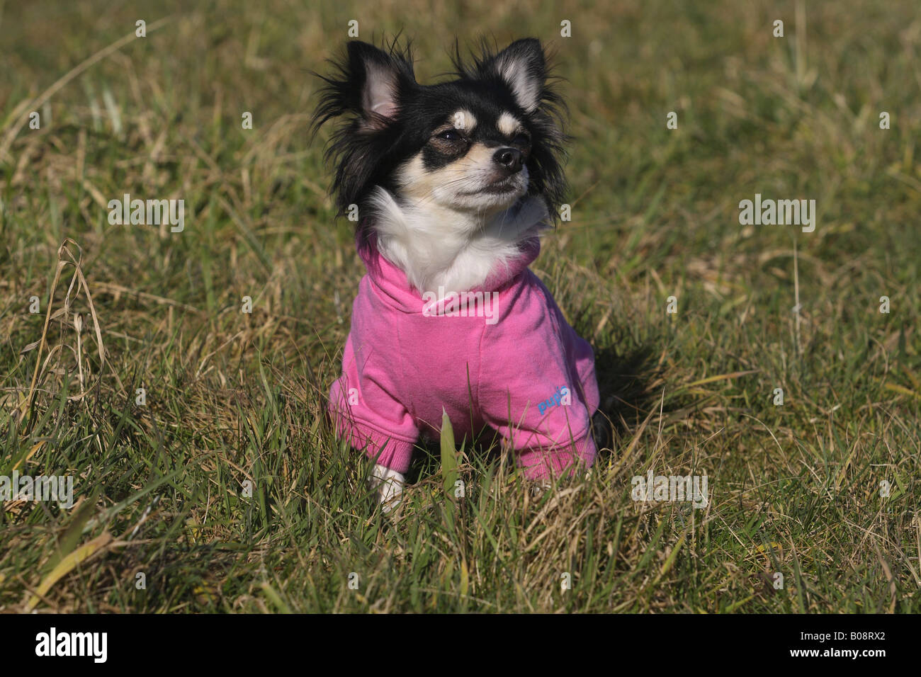 Chihuahua (Canis lupus f. familiaris), femmina lunga hiared Chihuahua con cane vestiti in un prato Foto Stock