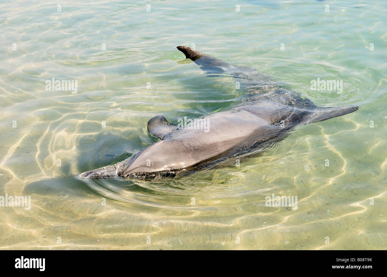 Indo-pacifico delfino maggiore (Tursiops aduncus) giocando in acque poco profonde, Monkey Mia, Shark Bay, Australia occidentale, Australia Foto Stock