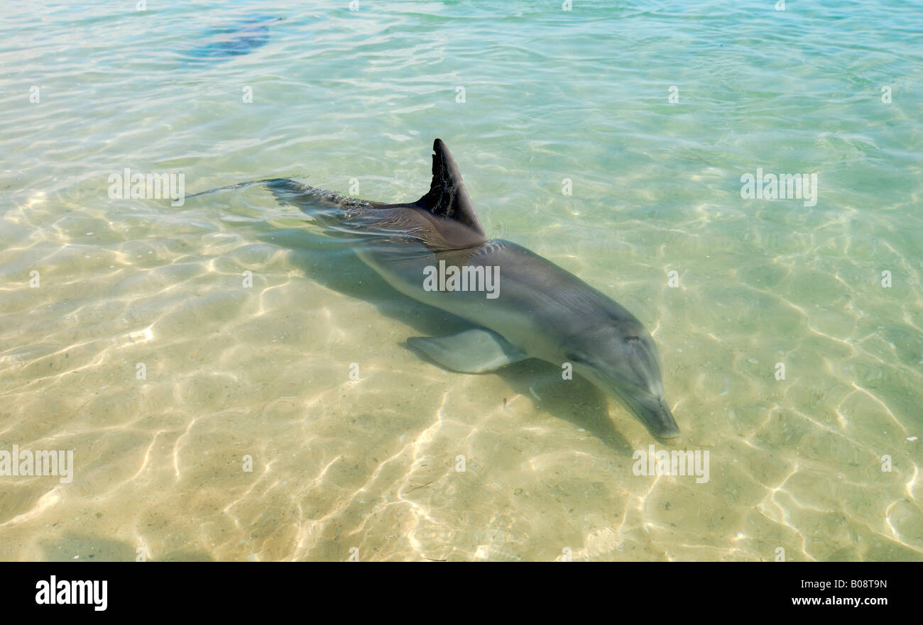 Indo-pacifico delfino maggiore (Tursiops aduncus) nuotare in acque poco profonde, Monkey Mia, Shark Bay, Australia occidentale, Austral Foto Stock