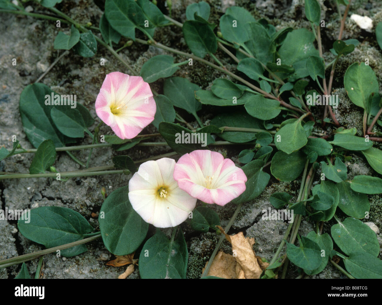 Campo centinodia Convolvulus arvense fioritura di erbaccia annuale Foto Stock