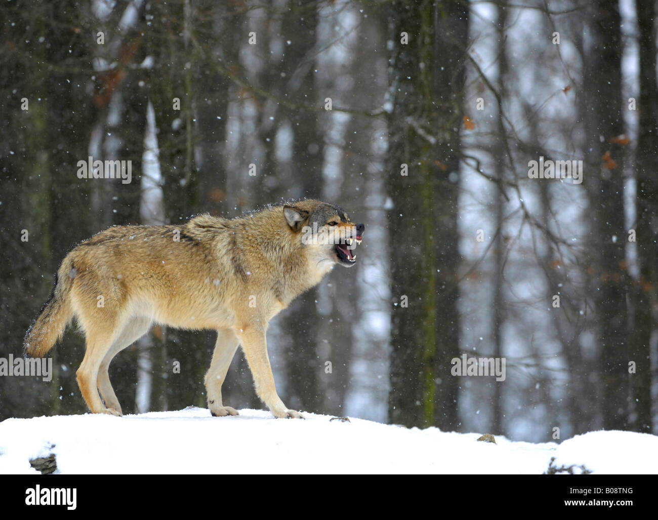 Valle di Mackenzie Wolf, Rocky Mountain Wolf, Alaskan - o di legname canadese Lupo (Canis lupus occidentalis) che riporti i suoi denti in un Foto Stock