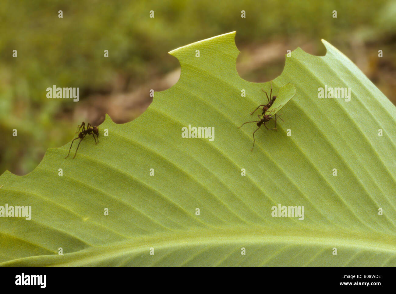 Formiche foglia-taglio o Leafcutters (Atta cephalotes) consumando una foglia, Belize, America Centrale Foto Stock