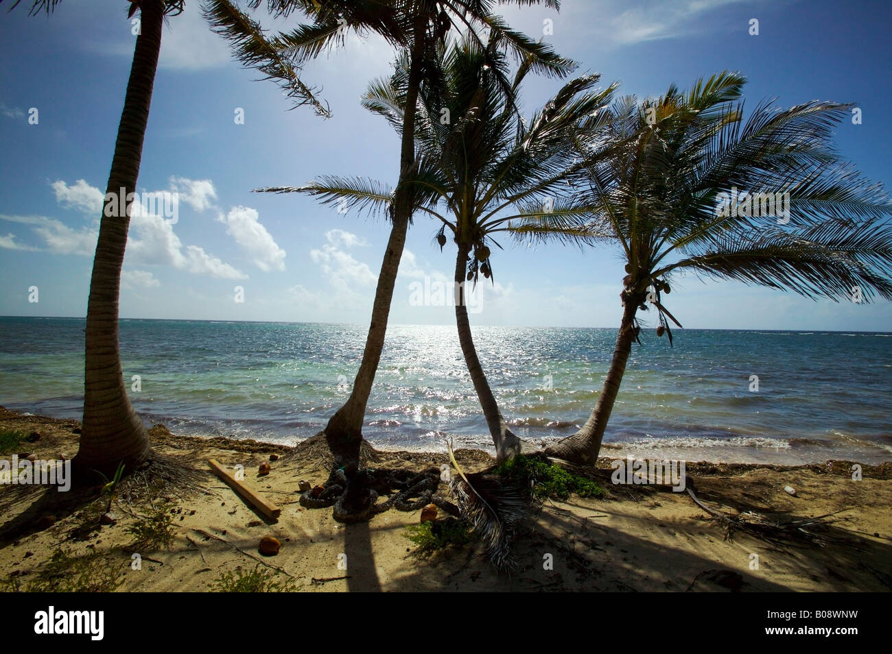 Spiaggia di Blackbird Caye Turneffe isole Belize il Belize barrier reef la seconda più grande al mondo Foto Stock