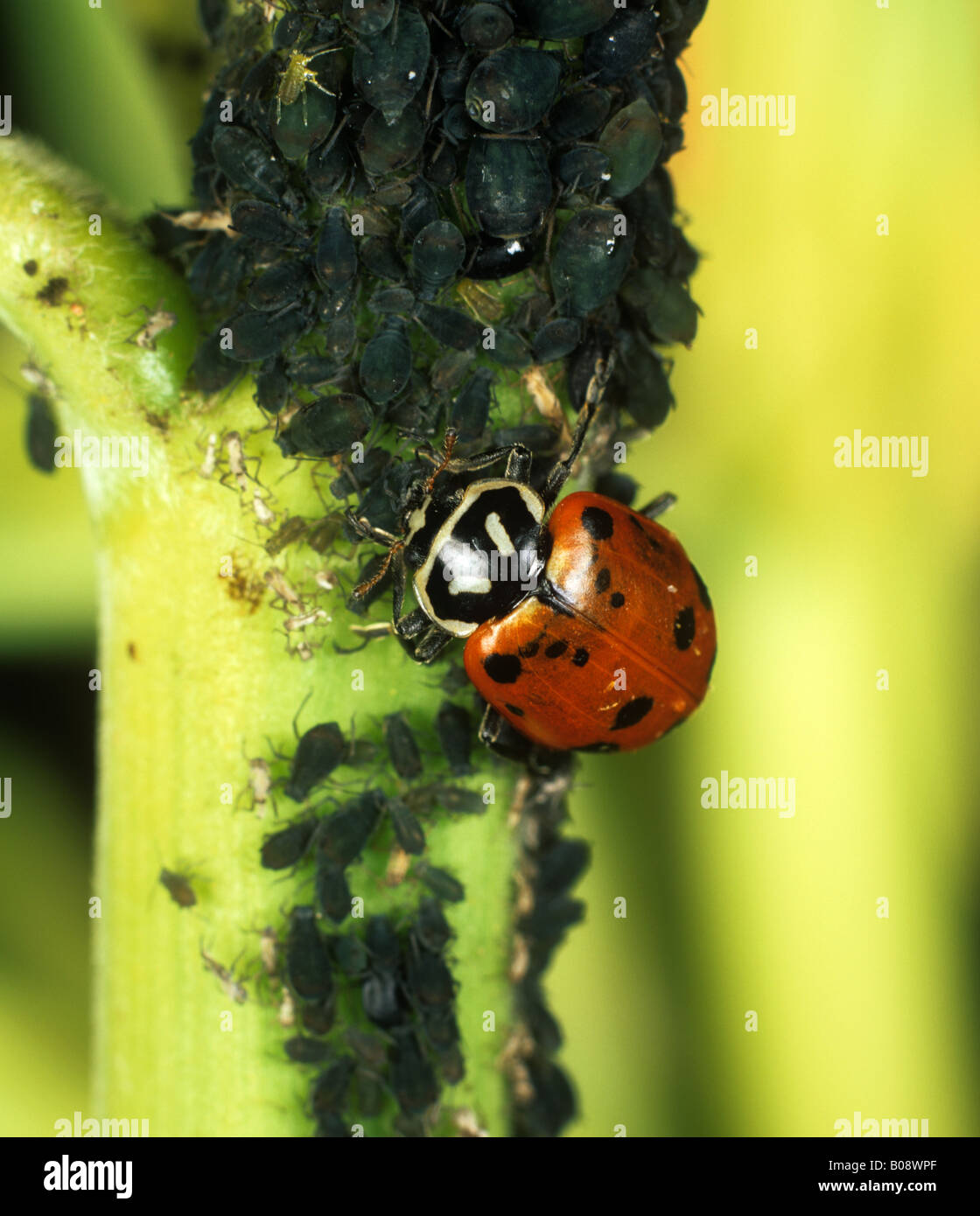 Coccinella convergente o lady beetle Hippodamia convergens con bird cherry afidi Foto Stock