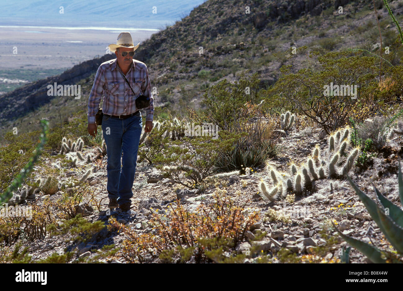 Il Professor Juan José López cactus ricercatore a piedi lungo un sentiero roccioso nel mezzo di cactus, Cuatro Ciénegas bacino, Coahuila, Messico Foto Stock