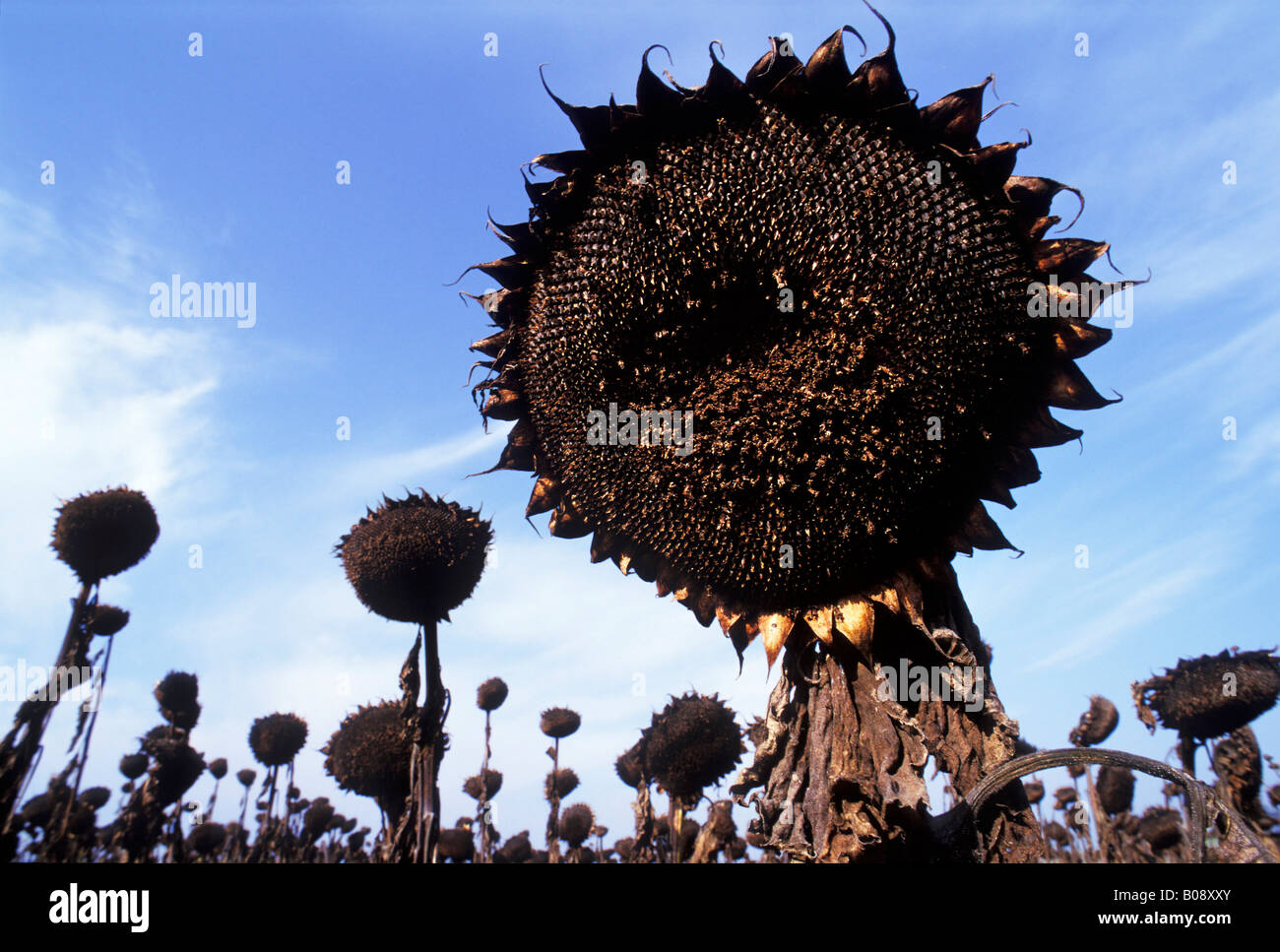 Appassiti testa di girasole che mostra le spirali di sementi a fronte di un campo di girasoli appassiti (Helianthus annuus) Foto Stock