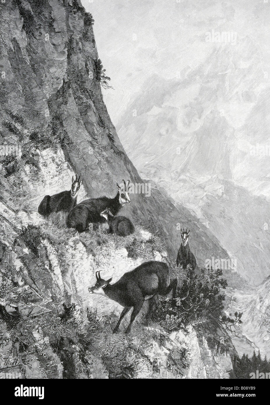 "Aufgescheuchte Gemsen, ' xilografia raffigurante "flussato Chamoix' dal 'Moderne Kunst di Meisterholzschnitten' 1903 Foto Stock