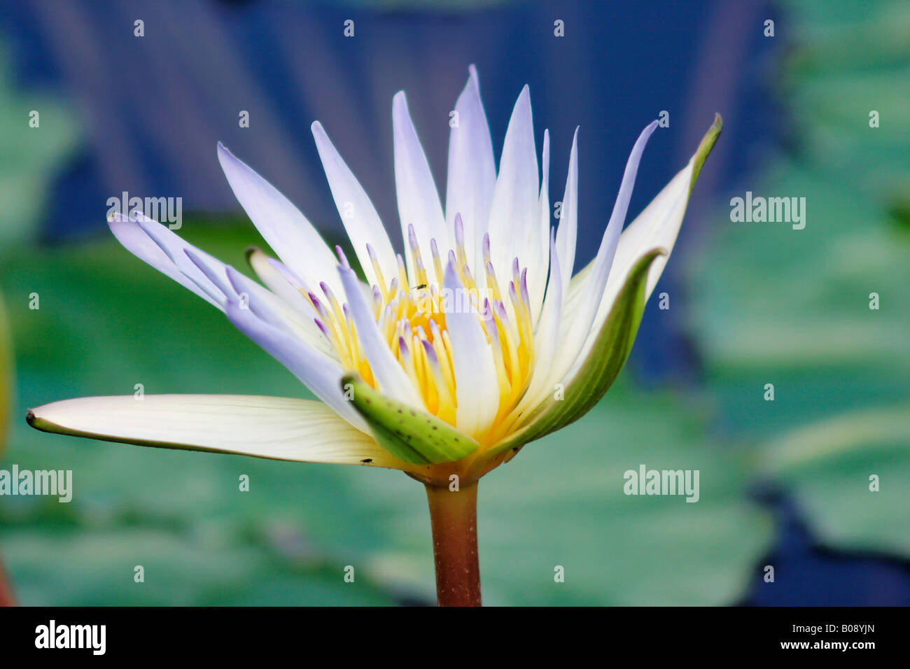 Sacro - o blu egiziano Ninfea Bianca (Nymphaea caerulea) Foto Stock