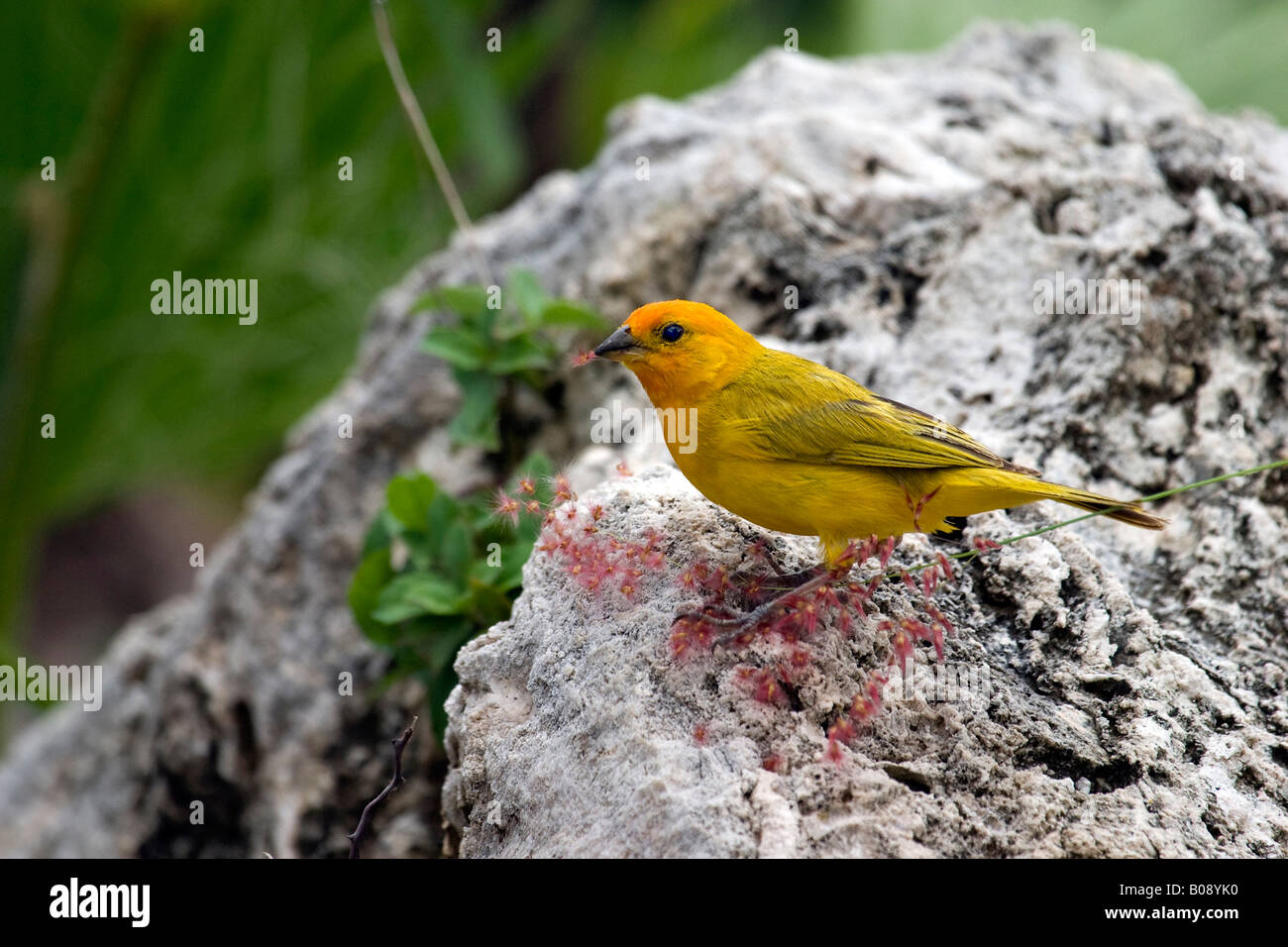 Lo zafferano finch (Sicalis flaveola) arroccata su una roccia a Curacao, Antille olandesi, dei Caraibi Foto Stock