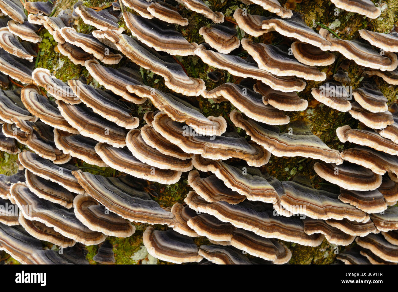 Funghi di albero Foto Stock