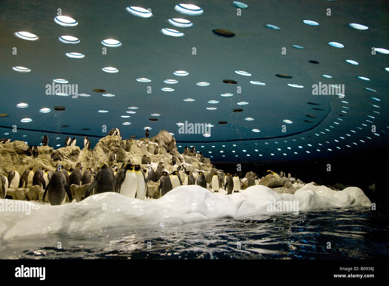 Pinguini imperatore (Aptenodytes patagonicus) al pianeta Penguin Aquarium, Loro Parque Tenerife, Isole Canarie, Spagna Foto Stock
