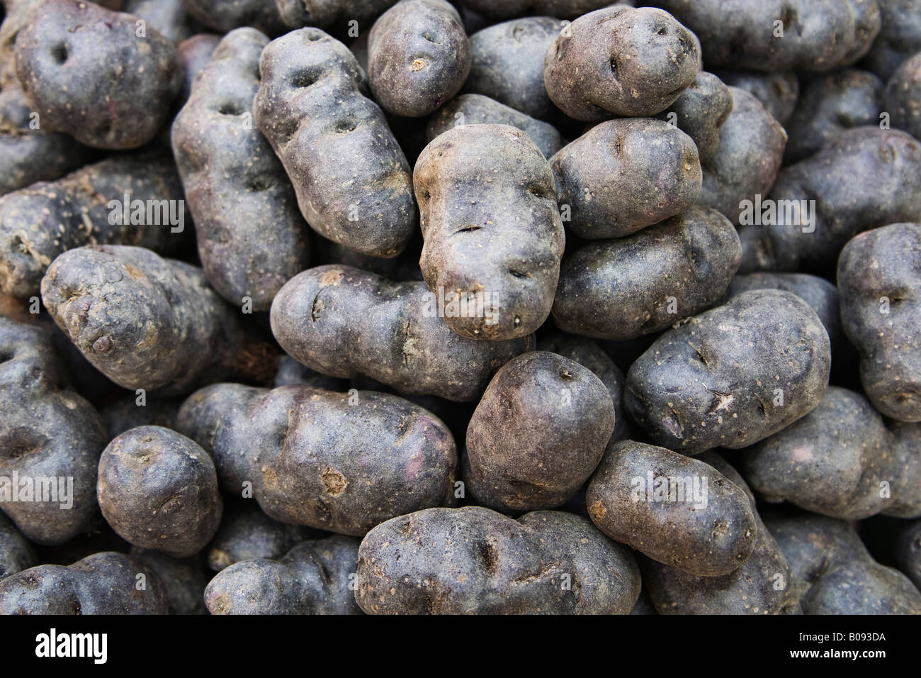 Vitelotte, Negrèsse o il tartufo de Chine blu-viola cultivar di patate Foto Stock