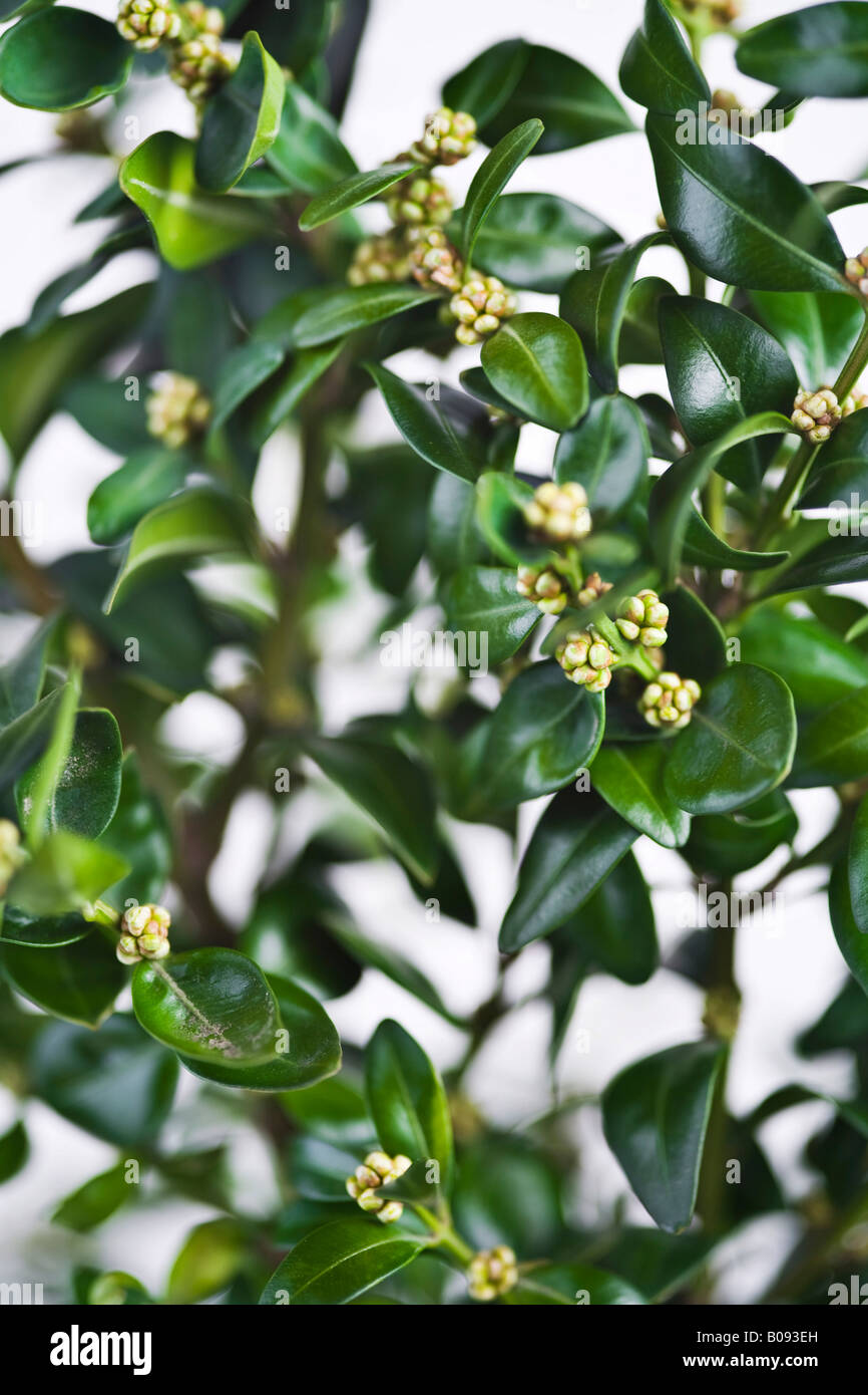 Scatola o albero di legno di bosso, dettaglio (Buxus) Foto Stock