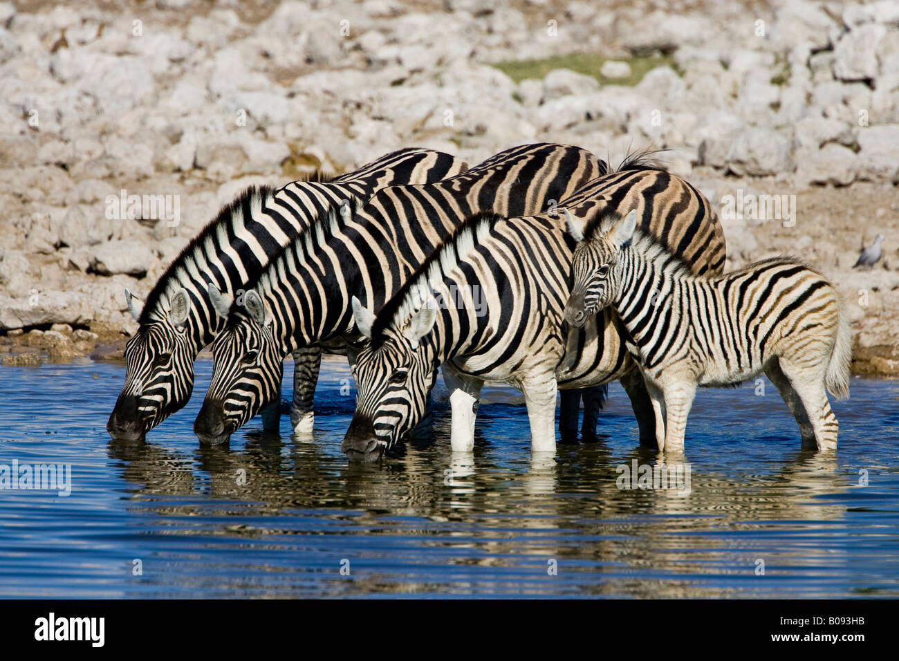 Zebre (Equus) bevendo un waterhole, Okaukuejo, il Parco Nazionale di Etosha, Namibia, Africa Foto Stock