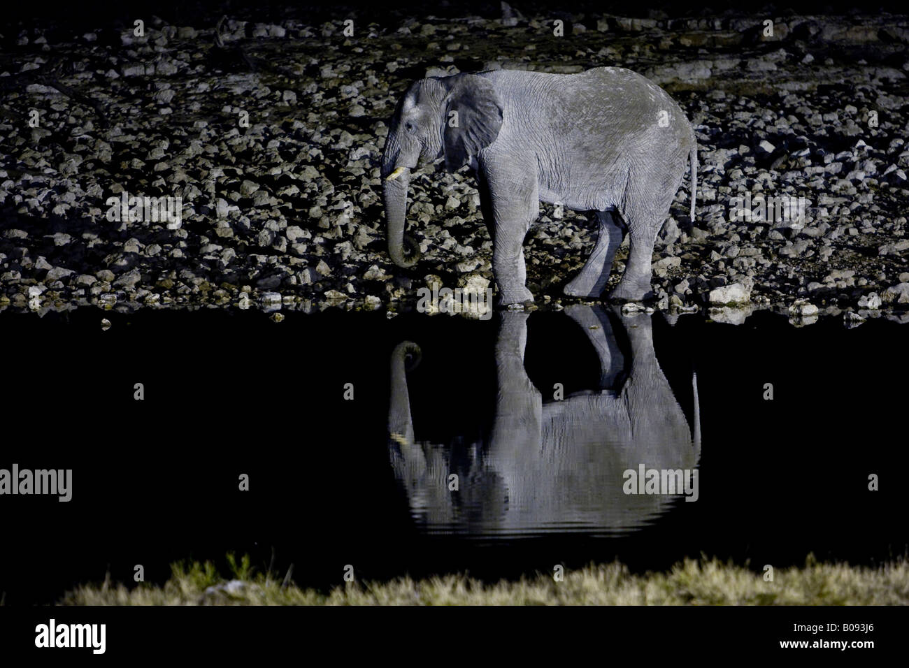 Elephant (Elephantidae) bere da un fiume di notte, riflessione, Okaukuejo, zebre (Equus) bevendo un waterhole, ok Foto Stock