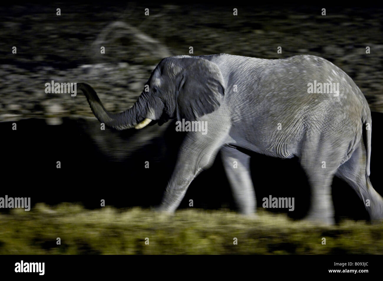Elephant (Elephantidae) in corrispondenza di un fiume di notte, Okaukuejo, zebre (Equus) bevendo un waterhole, Okaukuejo, Etosha Nationa Foto Stock