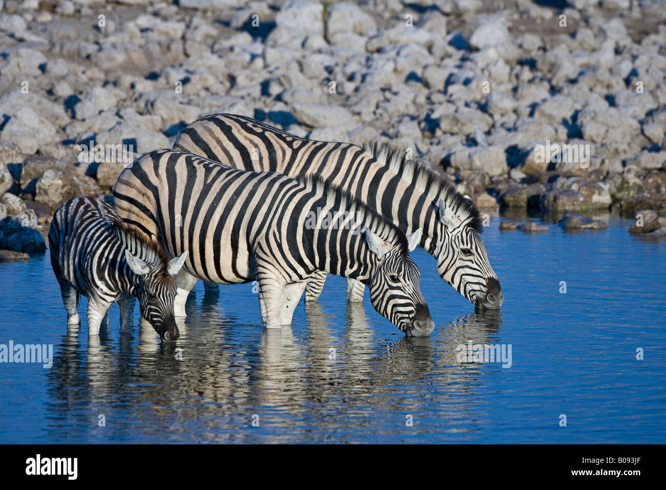 Zebre (Equus) bevendo un waterhole, Okaukuejo, zebre (Equus) bevendo un waterhole, Okaukuejo, Etosha National Park, Foto Stock