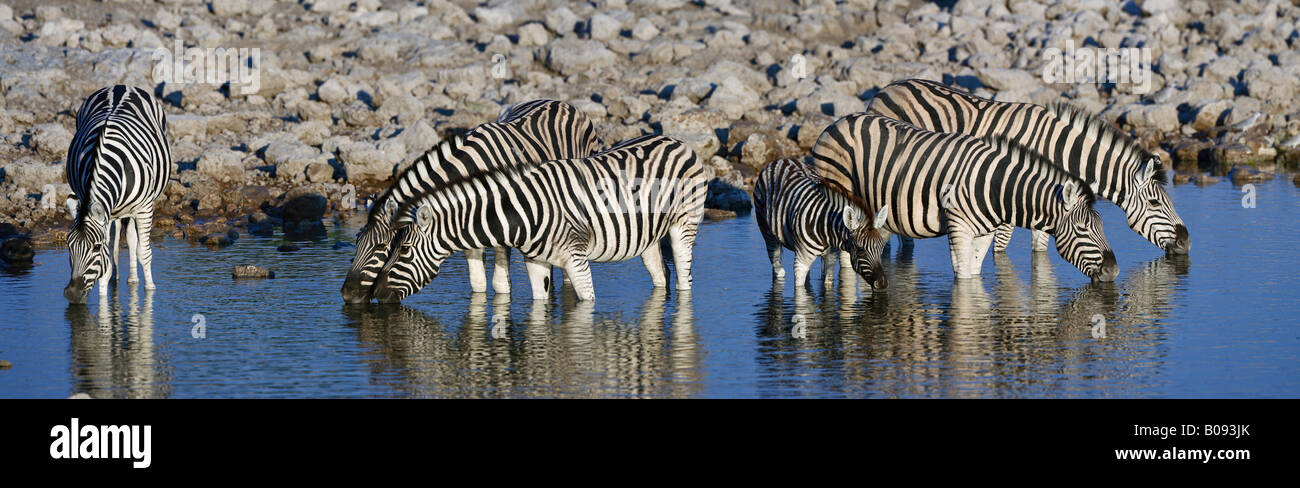 Zebre (Equus) bevendo un waterhole, Okaukuejo, zebre (Equus) bevendo un waterhole, Okaukuejo, Etosha National Park, Foto Stock