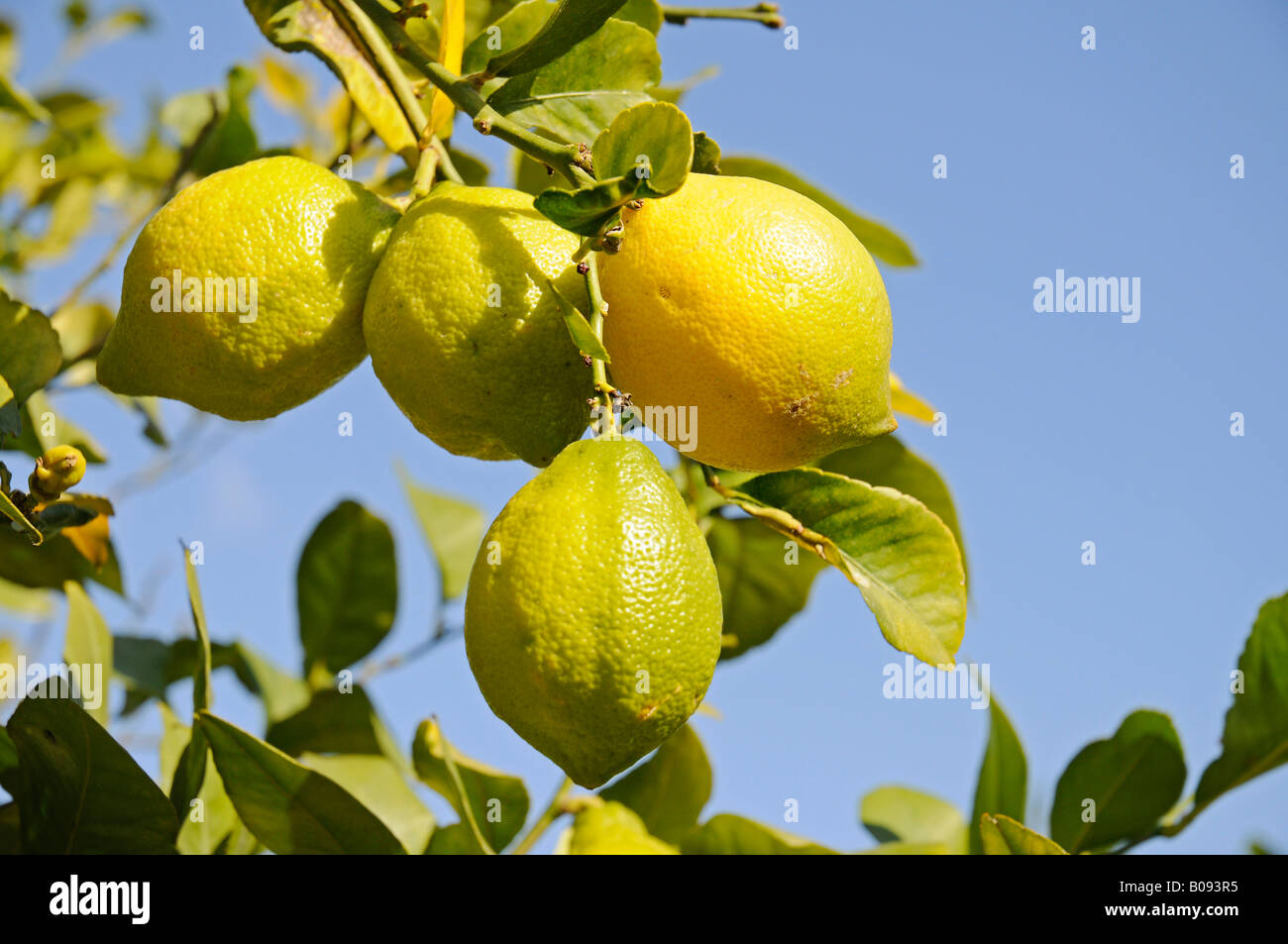 Limoni (Citrus x limon) appeso a un albero di limone, La Nucia, Alicante, Costa Blanca, Spagna Foto Stock