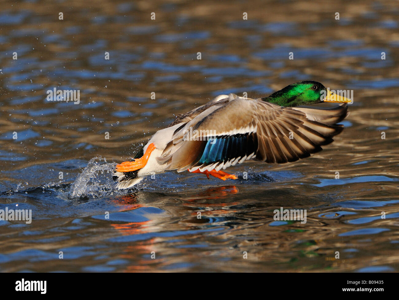 Mallard Duck (Anas platyrhynchos), Drake tenendo fuori dalla superficie dell'acqua Foto Stock