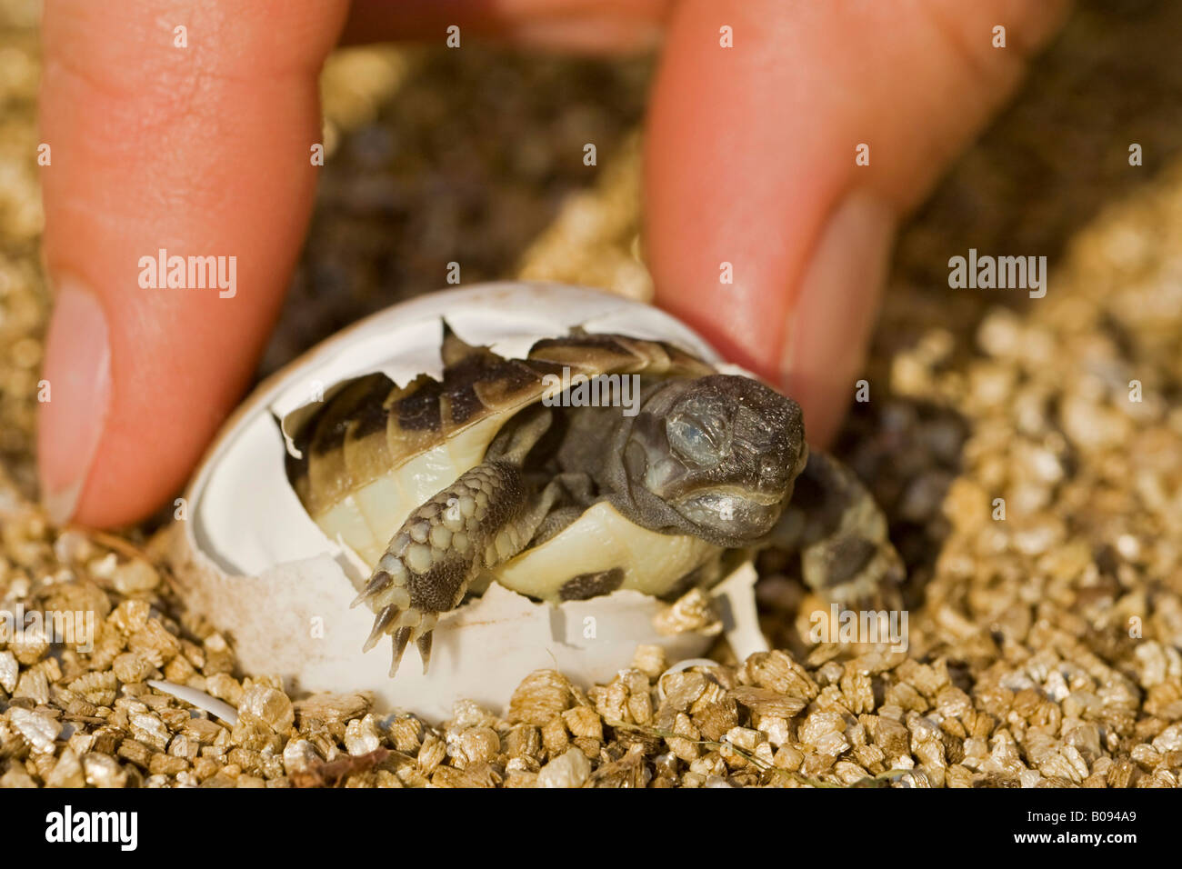 Aiutando a mano Hermann's tartaruga (Testudo hermanni) allo sportello al di fuori del suo uovo Foto Stock