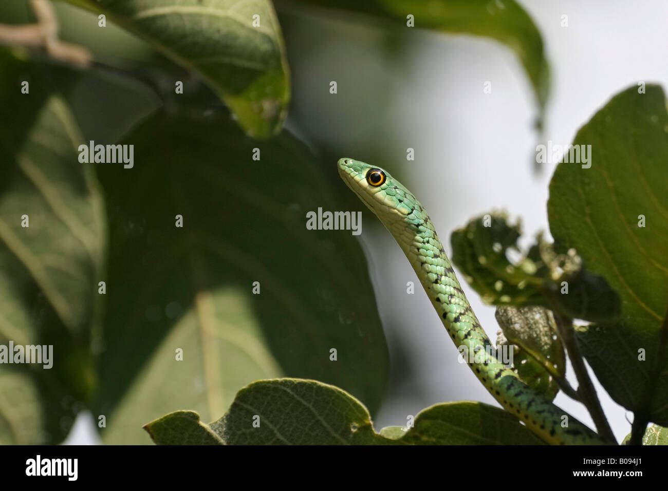 Boomslang Snake (Dispholidus typus), Savuti, Chobe National Park, Botswana, Africa Foto Stock