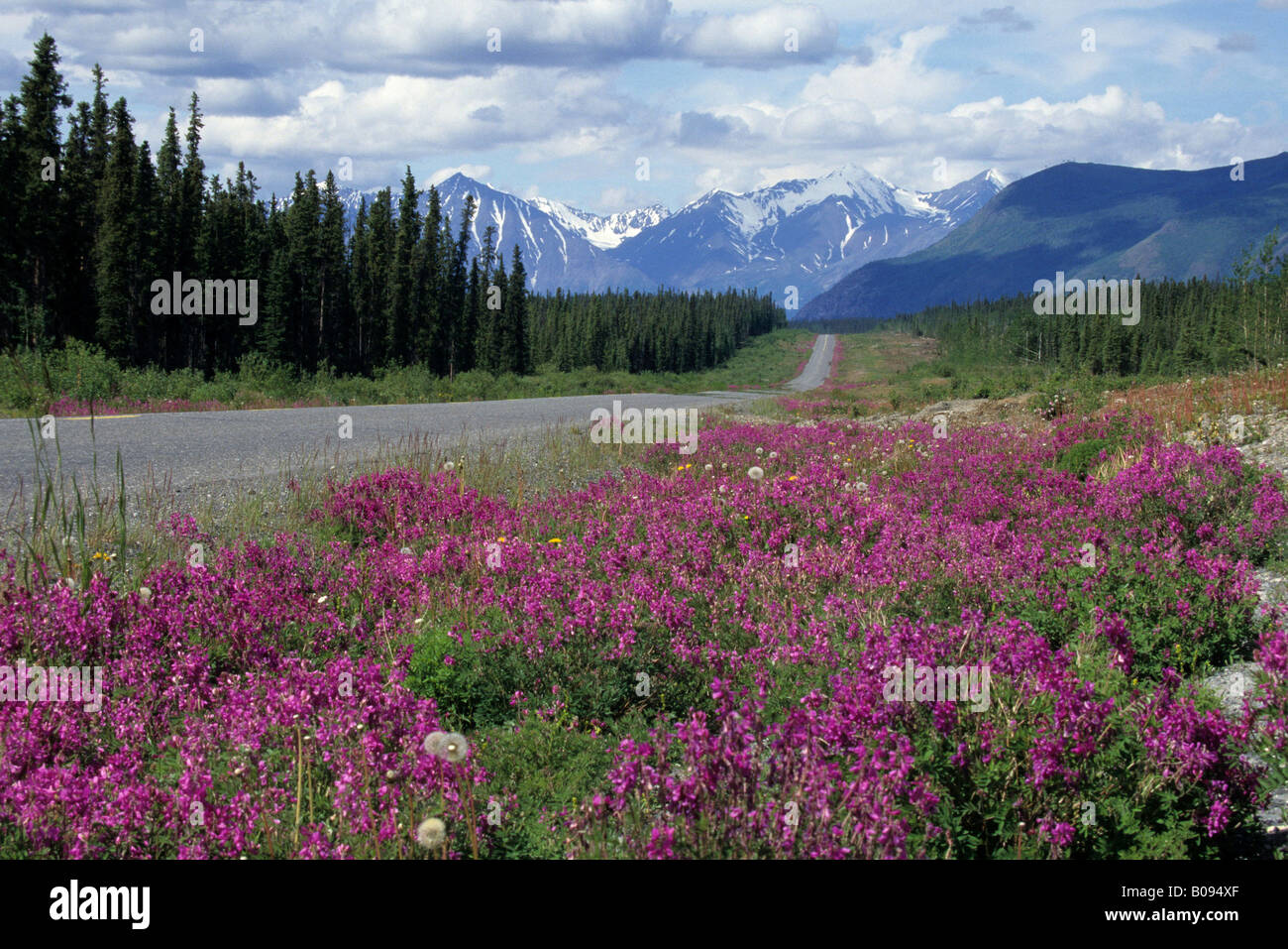 Fireweed alpino o fiume di bellezza Willowherb (Chamerion latifolium) crescente sul ciglio della strada, Alaska Highway, Yukon Territory, può Foto Stock