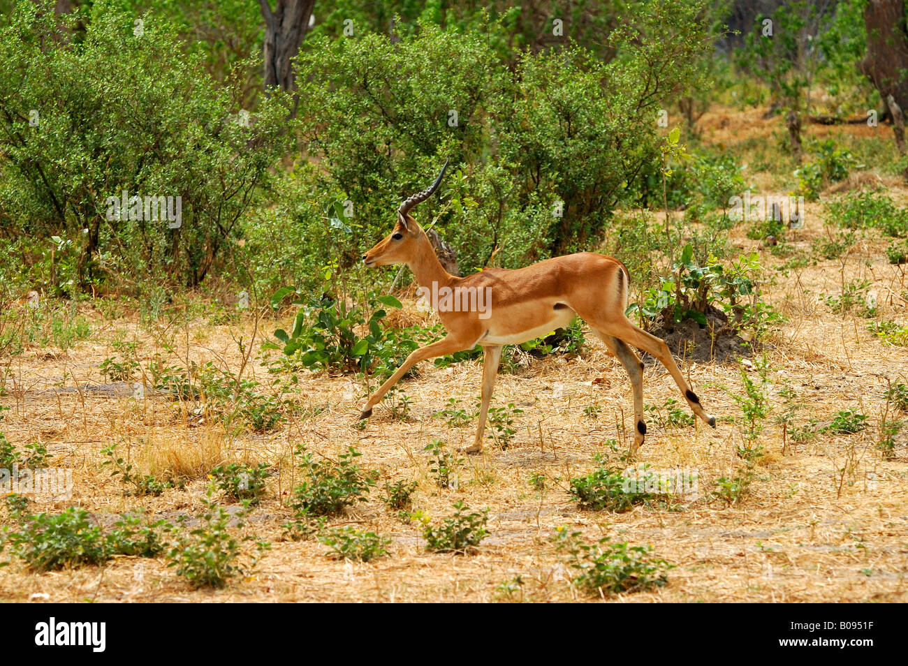 Impala (Aepyceros melampus), Moremi National Park, Botswana, Africa Foto Stock