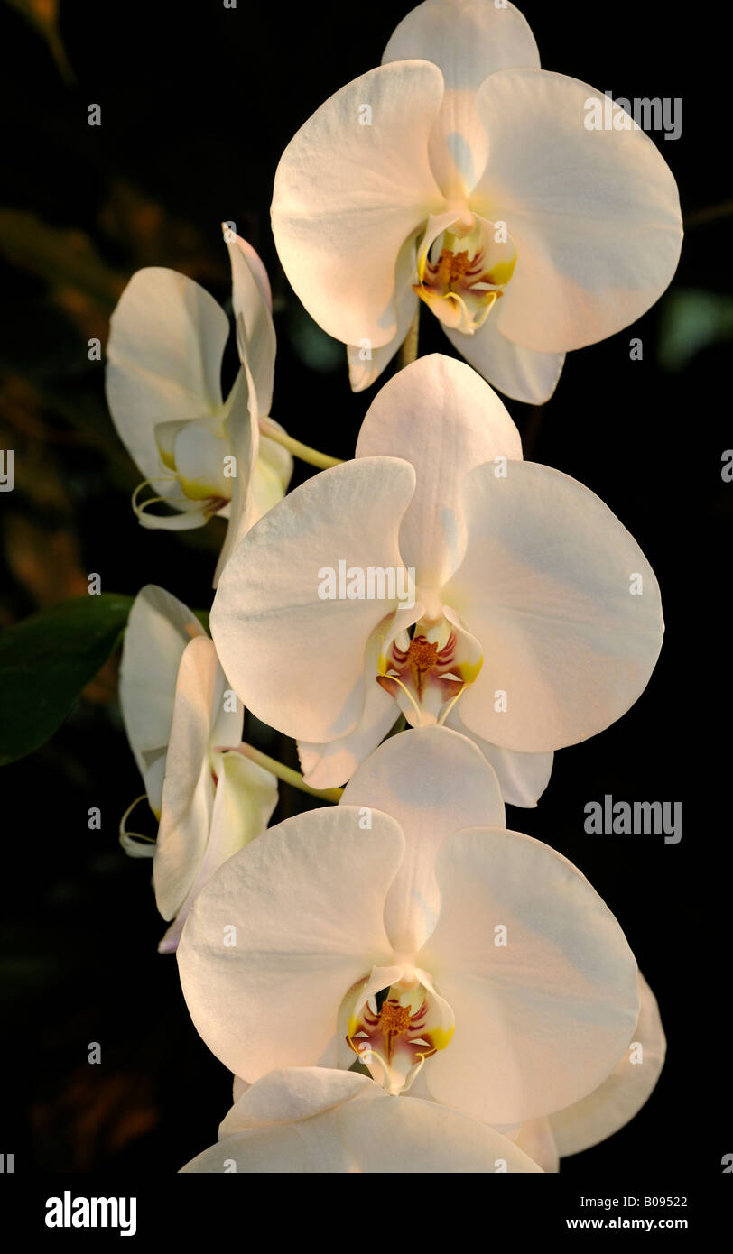 La tignola orchidee (Phalaenopsis), ibridi Foto Stock