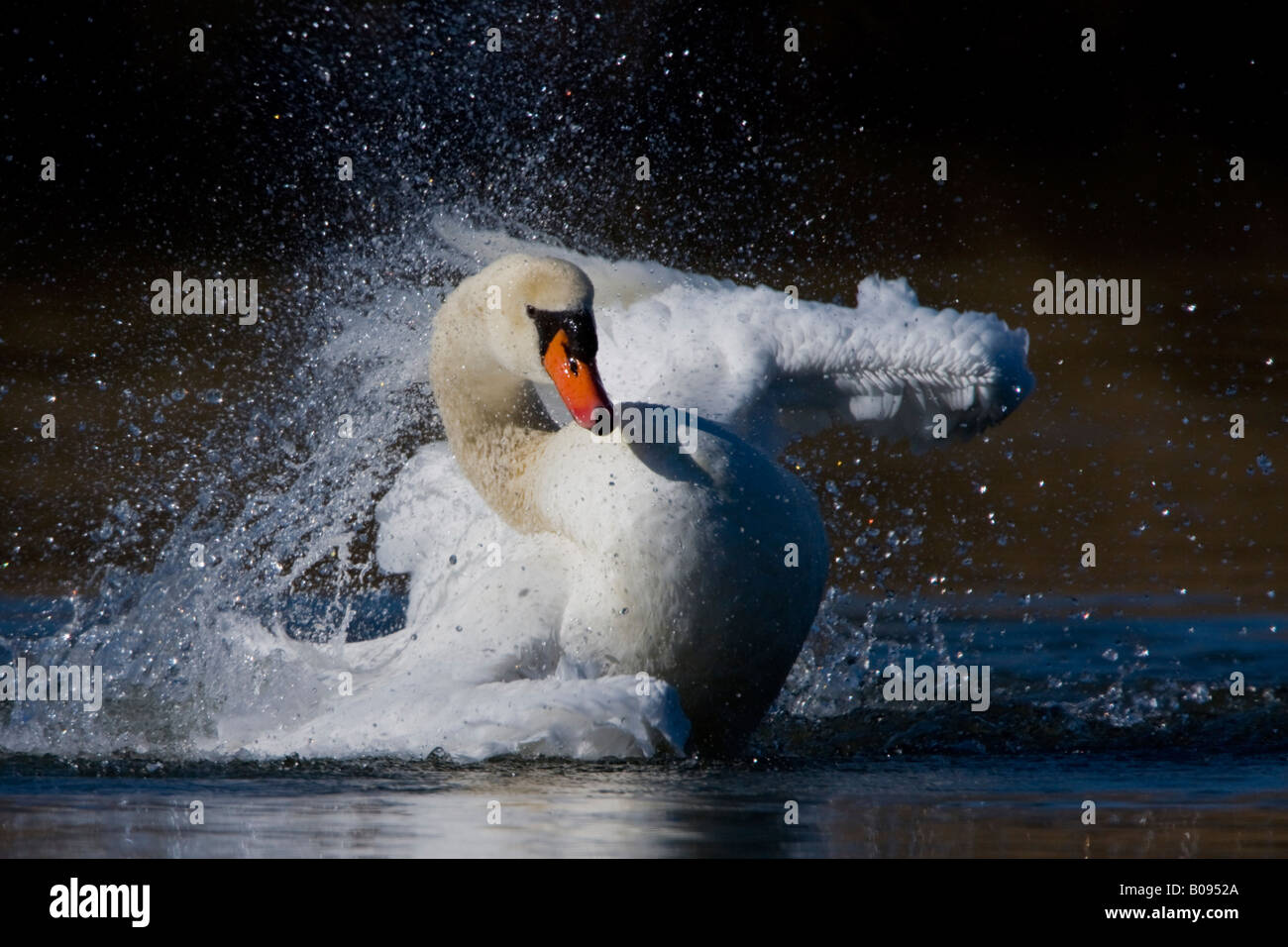 Cigno (Cygnus olor) spruzzi di acqua Foto Stock