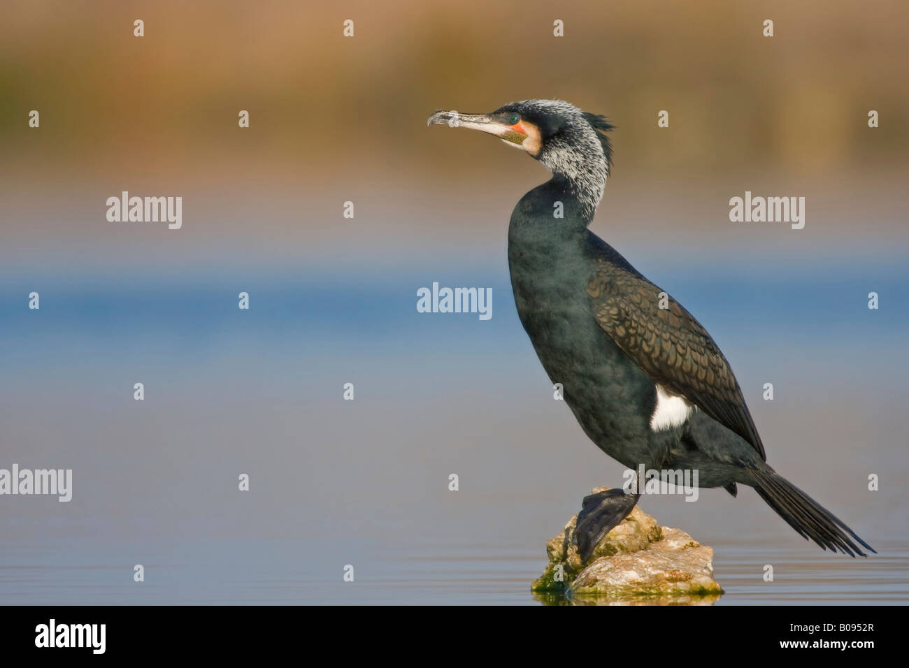 Grande cormorano nero (Phalacrocorax carbo) arroccata su una roccia in acqua Foto Stock