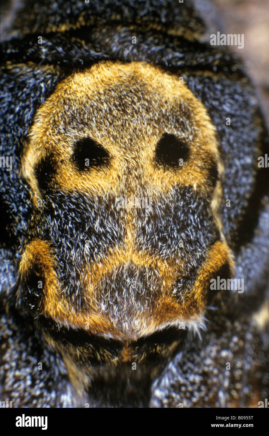 Closeup, morte's-testa Hawkmoth (Acherontia atropo), famiglia Sphingidae Foto Stock