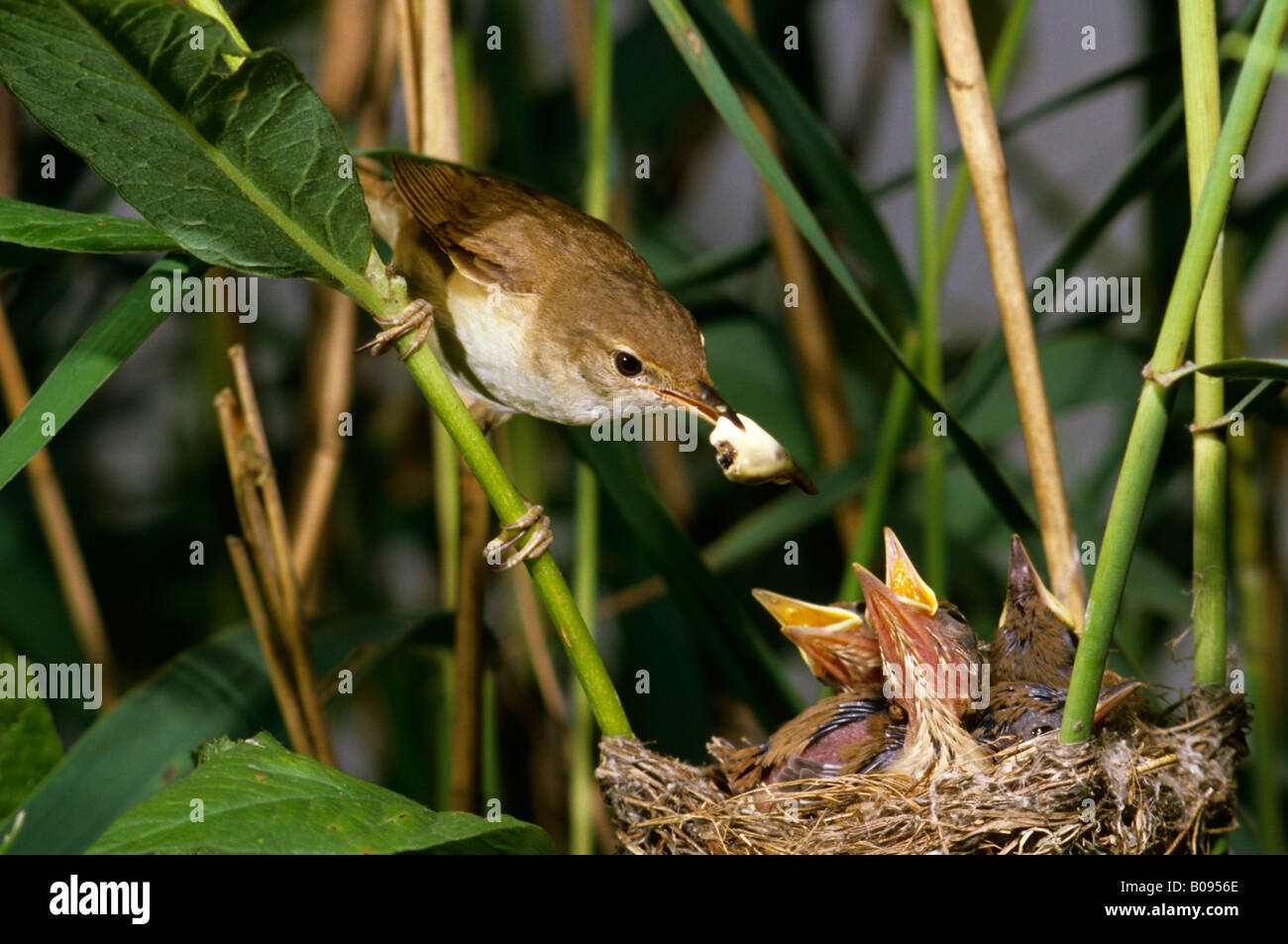 Trillo Reed (Acrocephalus scirpaceus), famiglia Sylviidae, rimozione di feci da nido Foto Stock