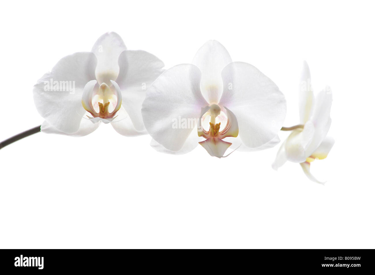 Le orchidee bianche (Phalaenopsis) Foto Stock