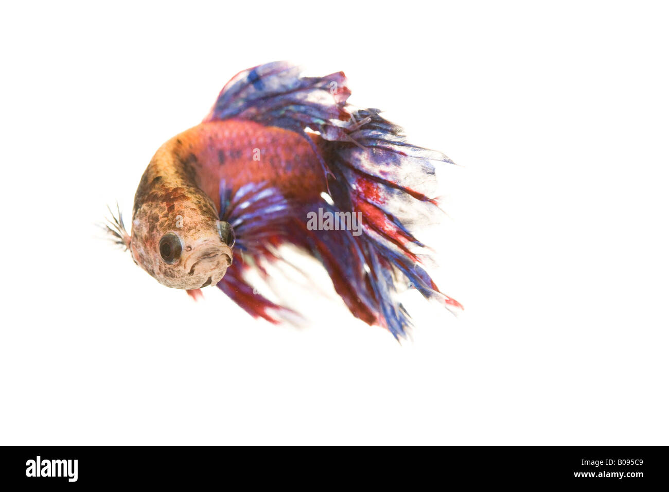 Siamese Fighting Fish, maschio (Betta splendens) Foto Stock
