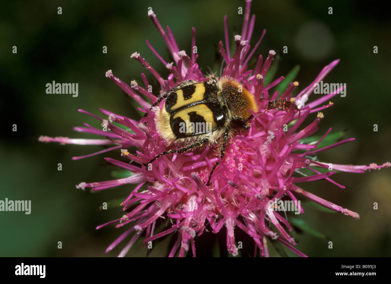 Bee Beetle (Trichius fasciatus), Germania, Europa Foto Stock