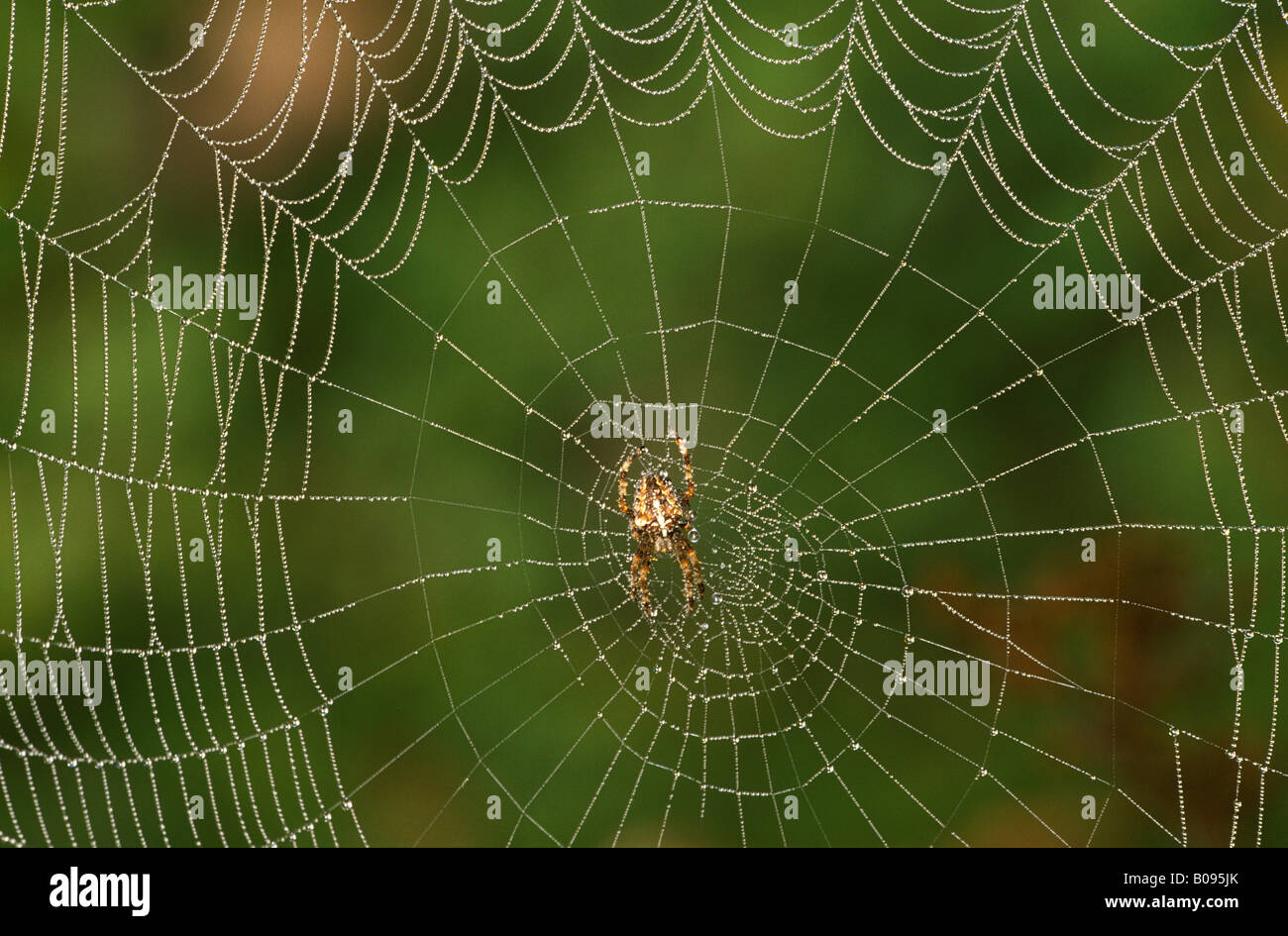 Giardino europeo crociera cardanica o Spider (Araneus diadematus), spiderweb Foto Stock