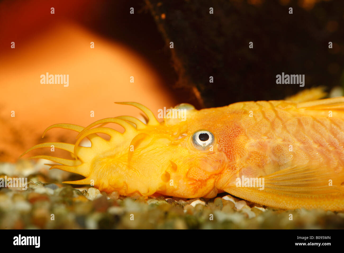 Pleco, ancistrus giallo (Ancistrus sp. Ttemminickii) L 144, maschio, acqua calda, acquario d acqua dolce Foto Stock