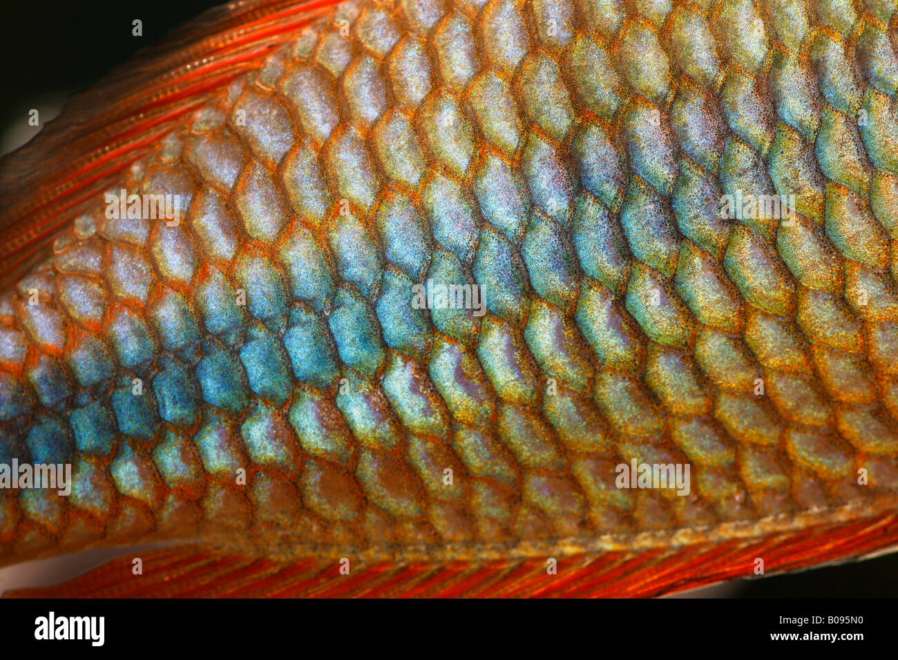 Dettaglio, bilancia Goyder River - o nastrare Rainbow Fish (Melanotaenia trifasciata) nativa per l'Australia, acqua calda, acqua dolce aq Foto Stock