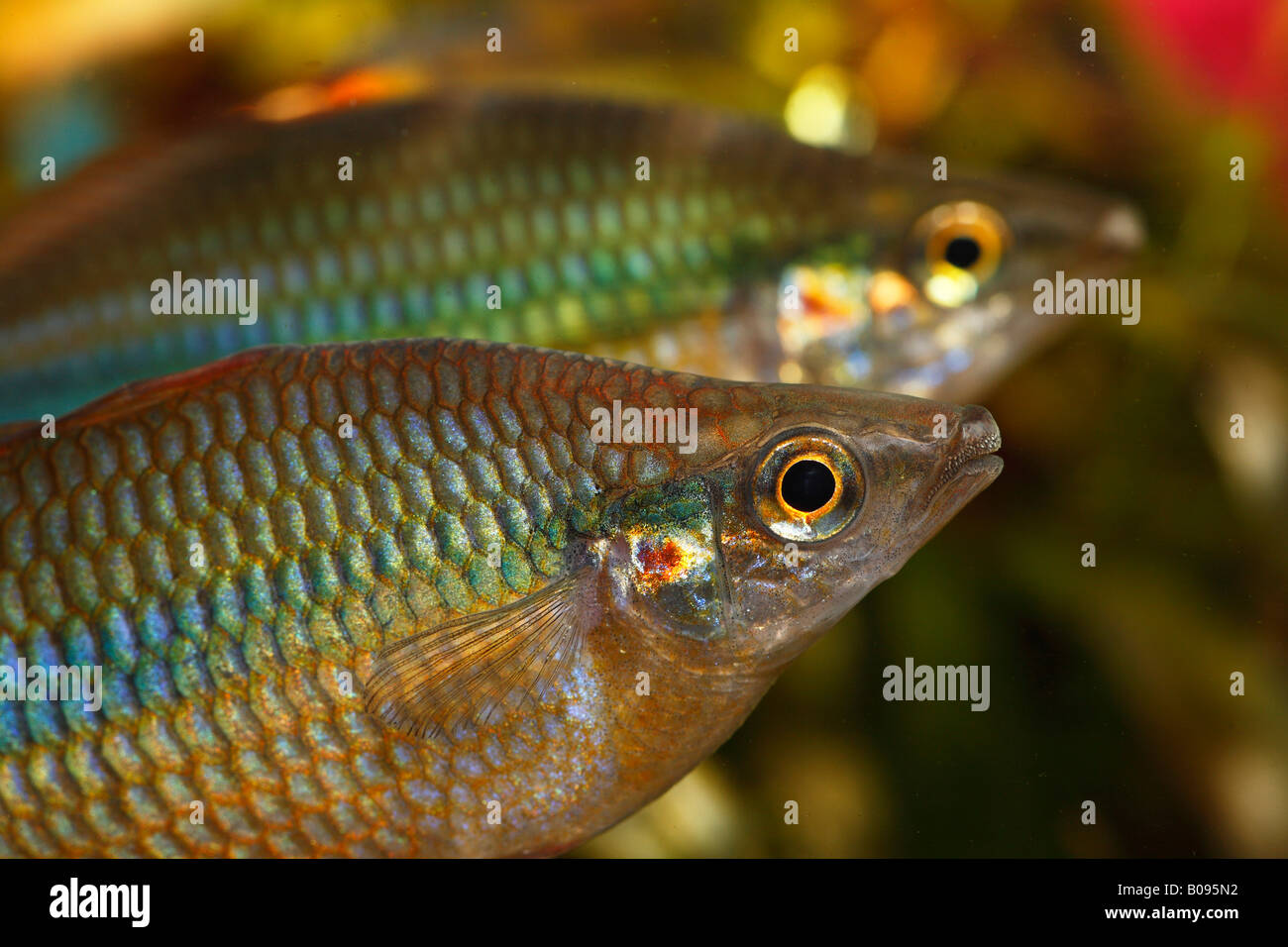 Goyder River - o nastrare Rainbow Fish (Melanotaenia trifasciata) nativa per l'Australia, acqua calda, acquario d acqua dolce Foto Stock