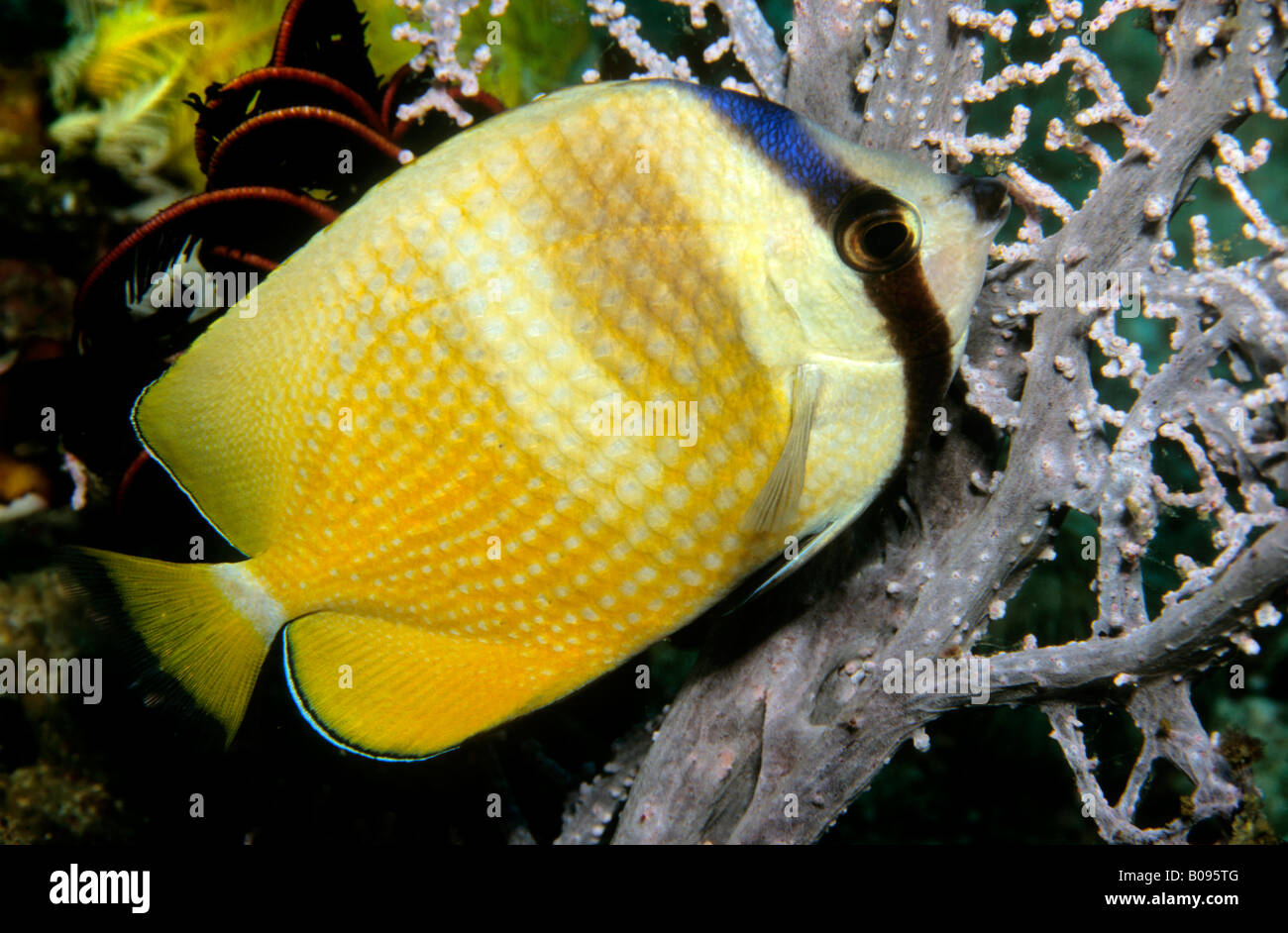 Sunburst - o Klein (Butterflyfish Chaetodon kleinii) Foto Stock