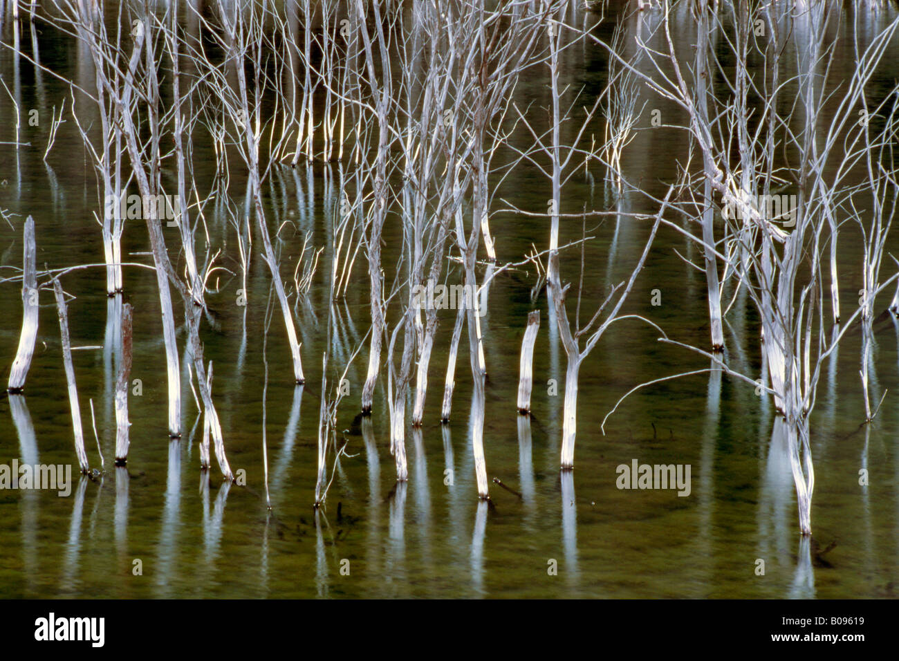 Sottile di alberi che crescono in acqua, Canada Foto Stock