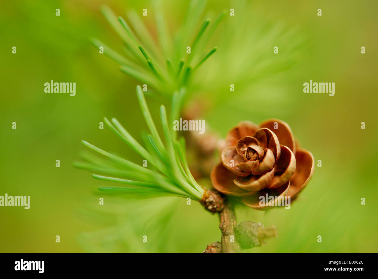 Larice americano Foto Stock