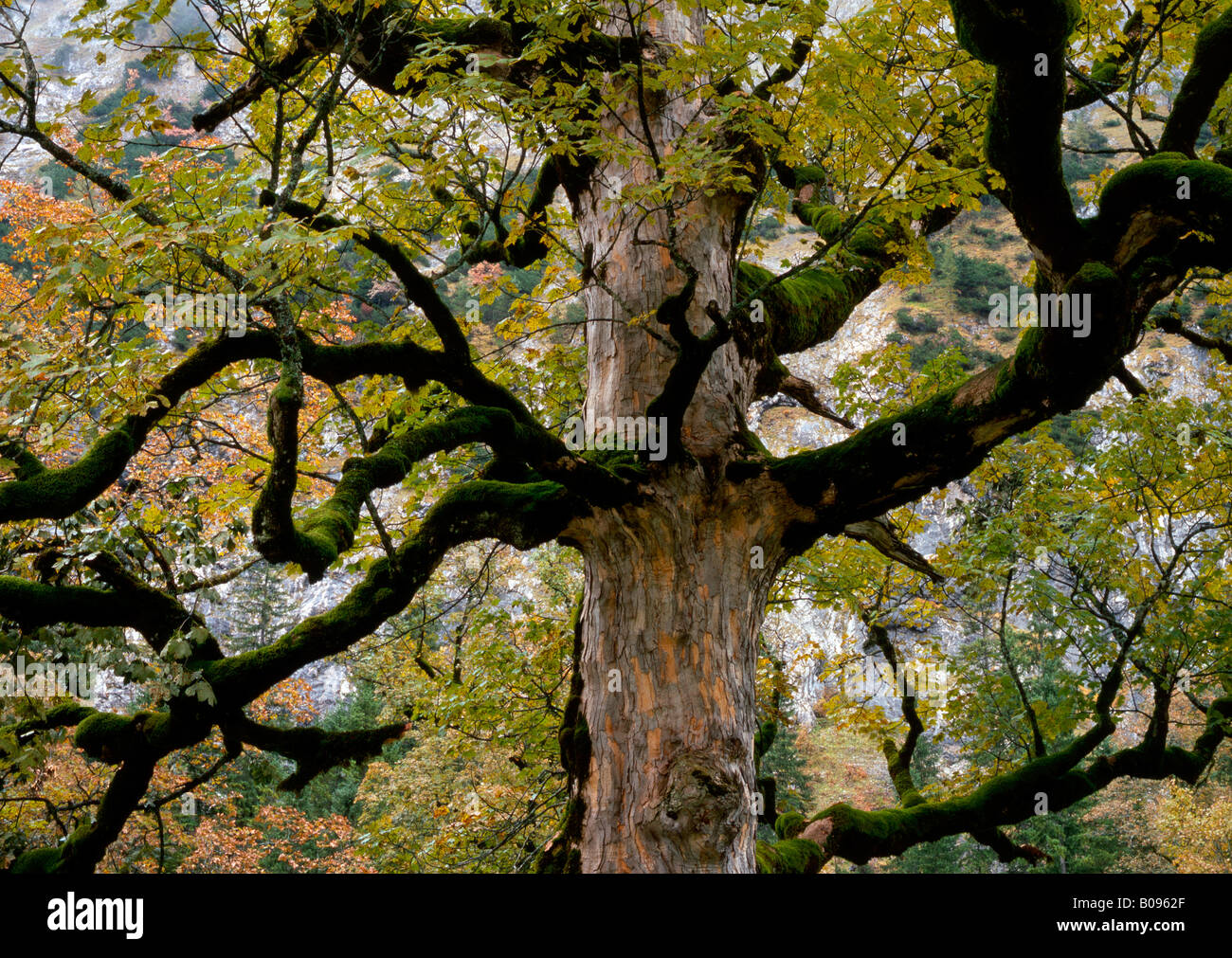 Acero di monte (Acer pseudoplatanus), Grosser Ahornboden, gamma Karwendel, Tirolo, Austria, Europa Foto Stock