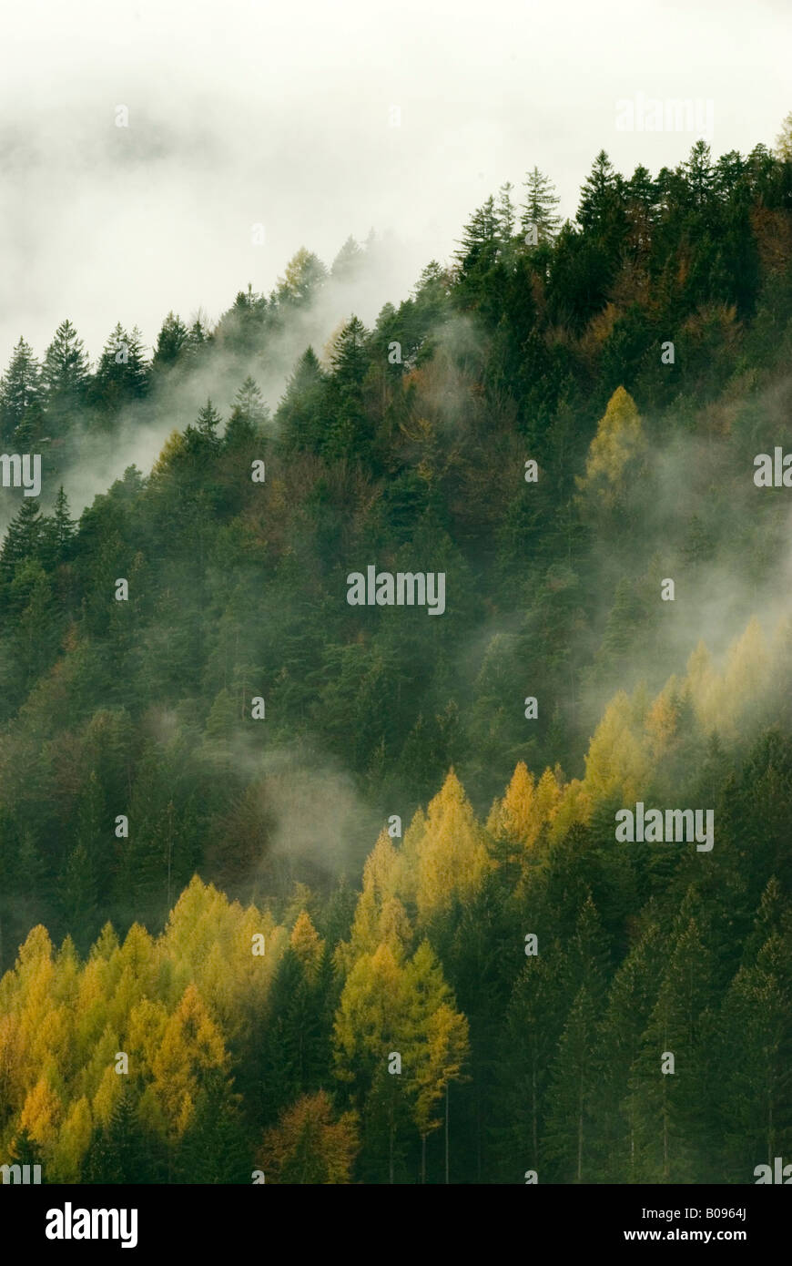 La foresta di conifere in autunno, Innsbruck, in Tirolo, Austria Foto Stock