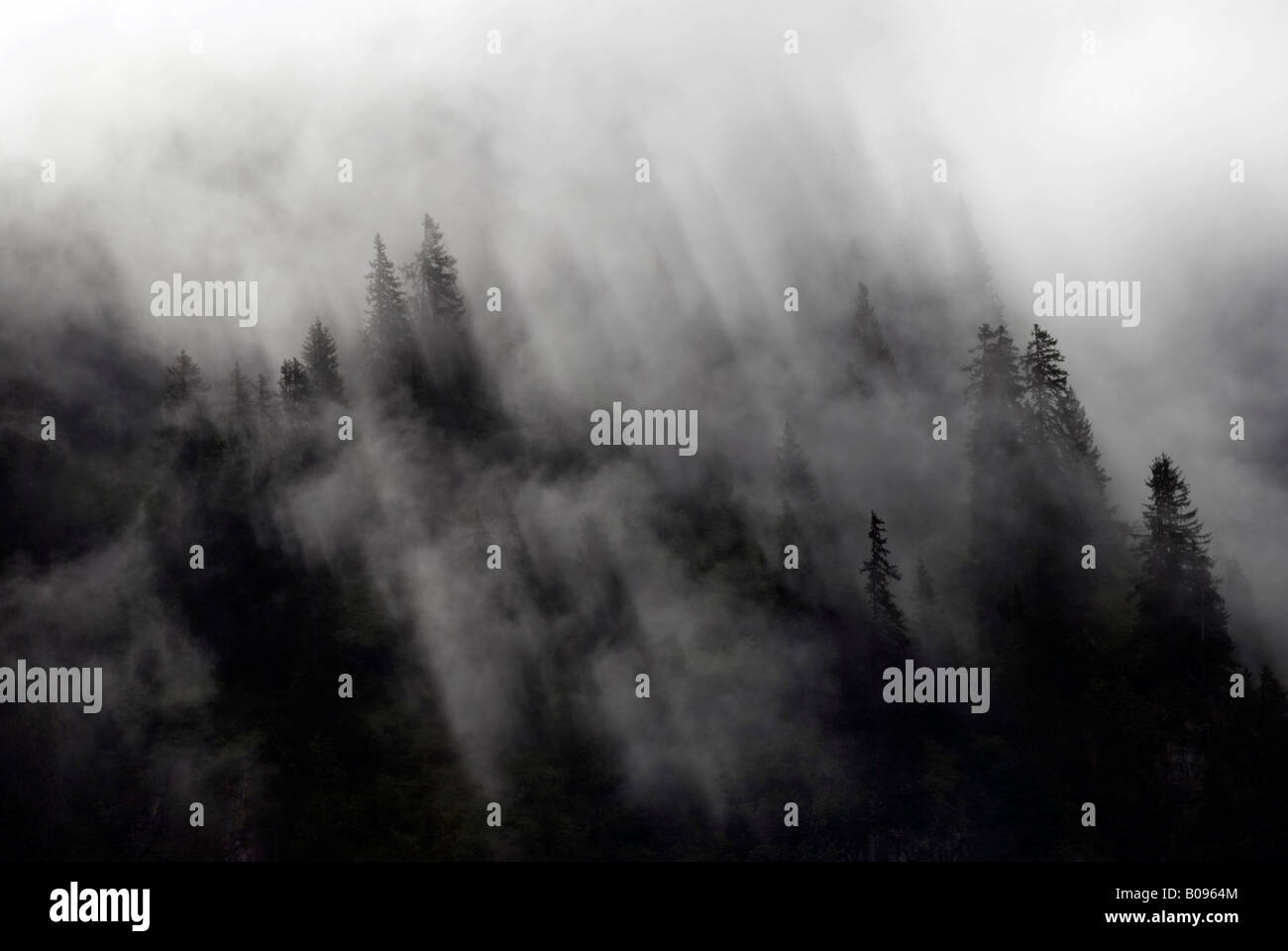 La foresta di conifere coperti dalla nebbia, Pilztal, Tirolo, Austria Foto Stock